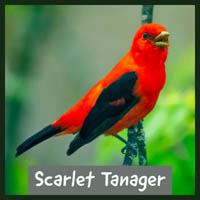 Scarlet Tanager